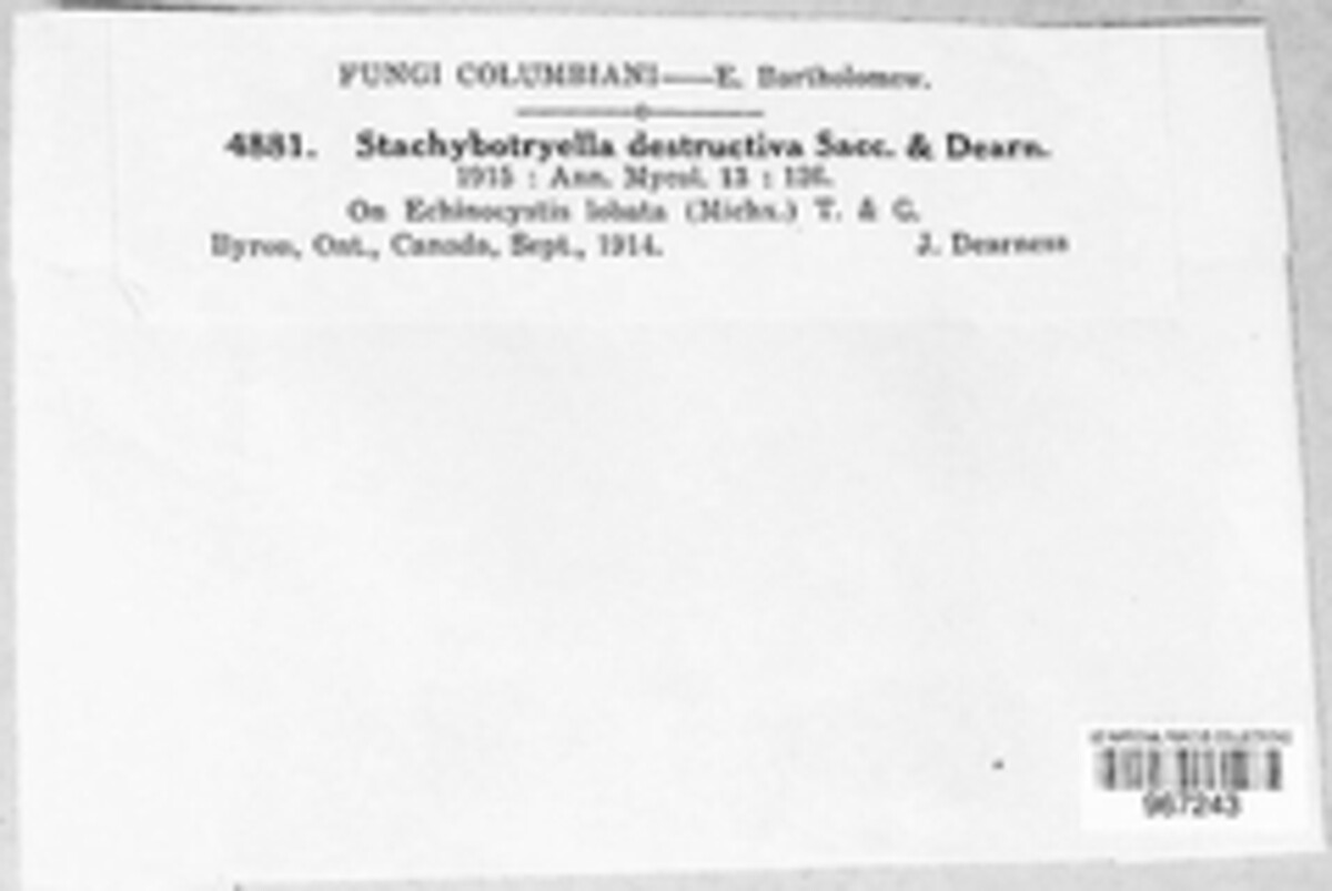 Stachybotryella destructiva image